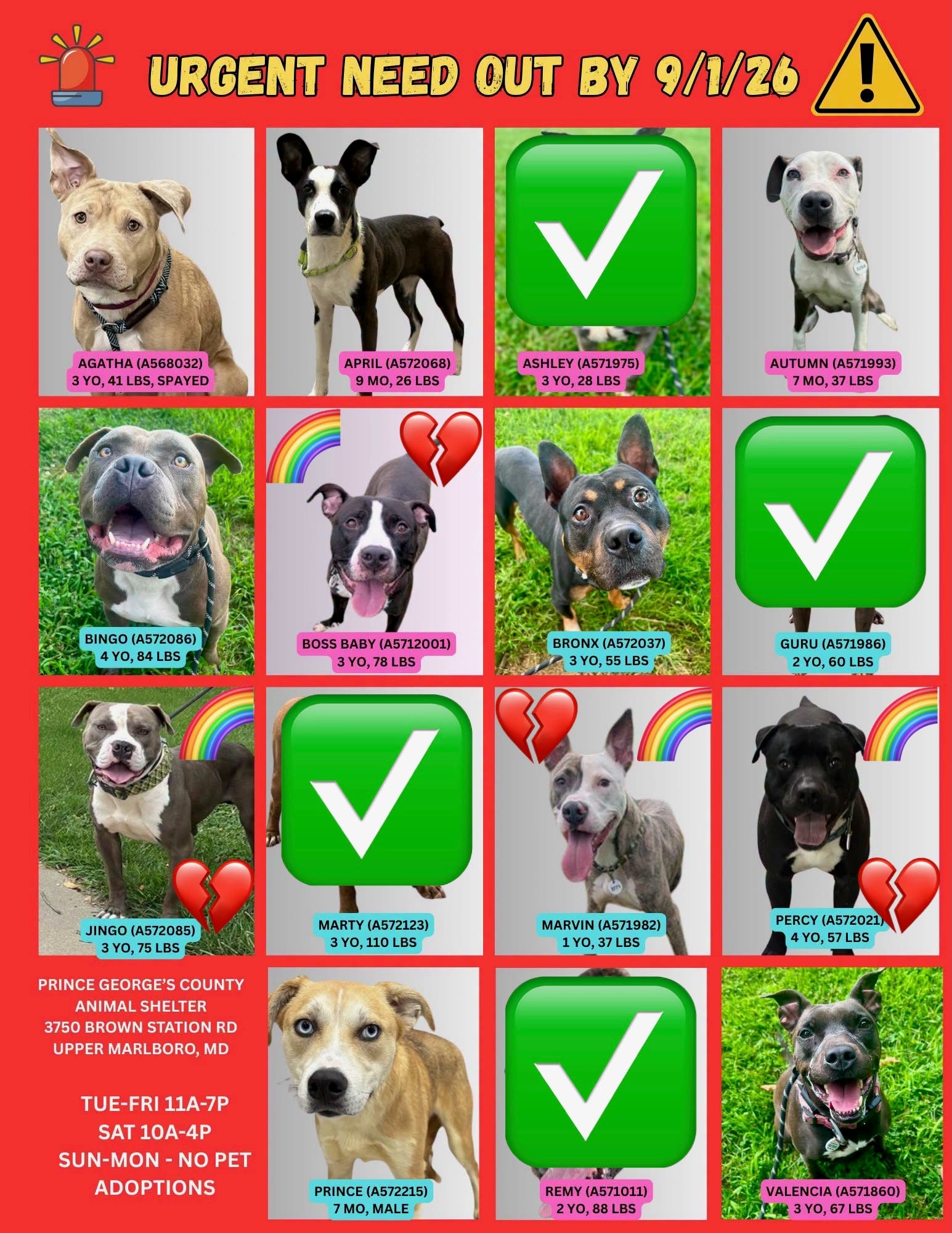 Adopt & Foster Dogs on Urgent List (11AM - 7PM, Arrive by 5:30PM)