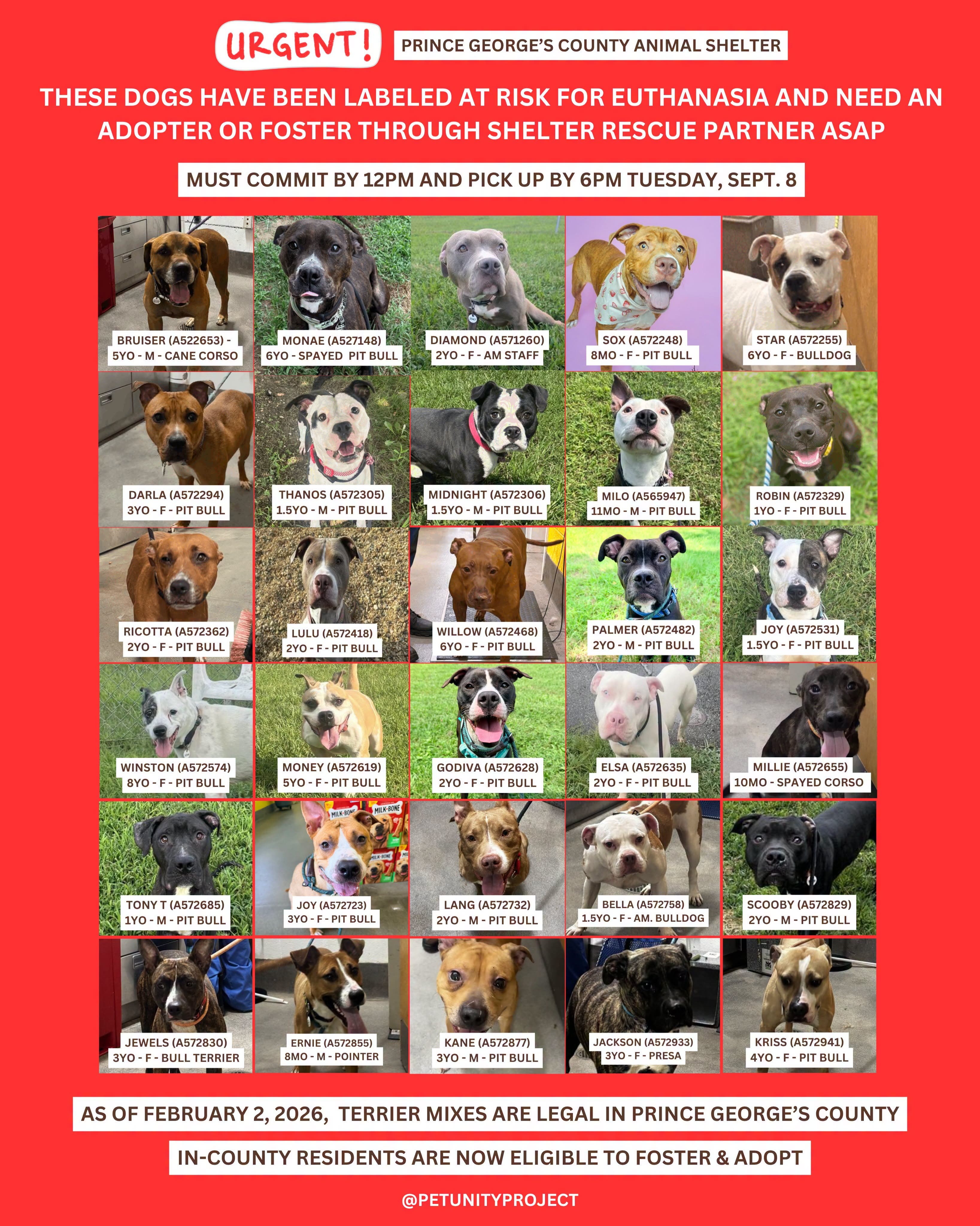 Adopt & Foster Urgent Dogs - Final Day to Save Lives (11am - 7pm, arrive by 6pm)