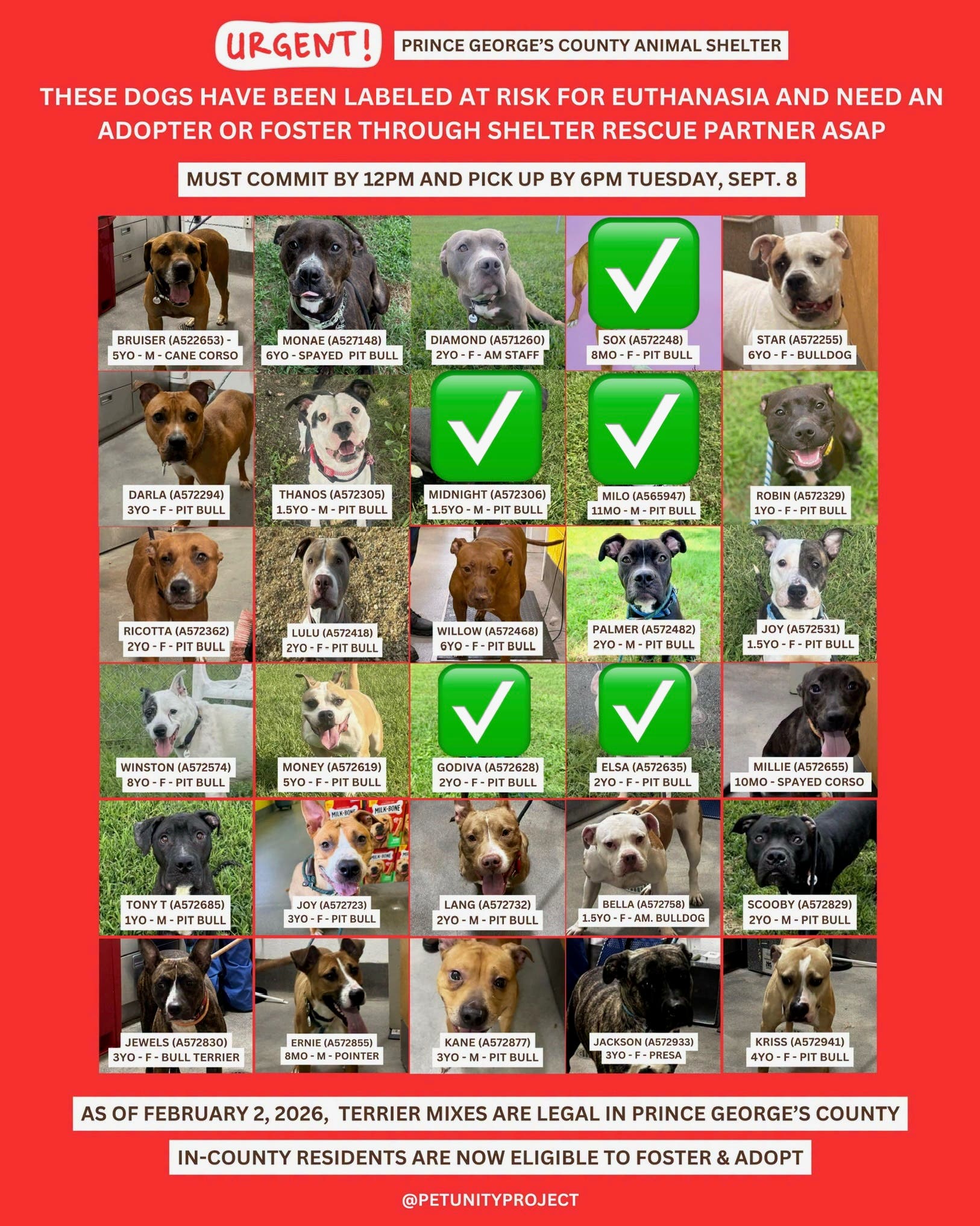 Adopt & Foster 22 URGENT Dogs by 6PM DEADLINE (11AM - 7PM, Arrive by 5:30PM)