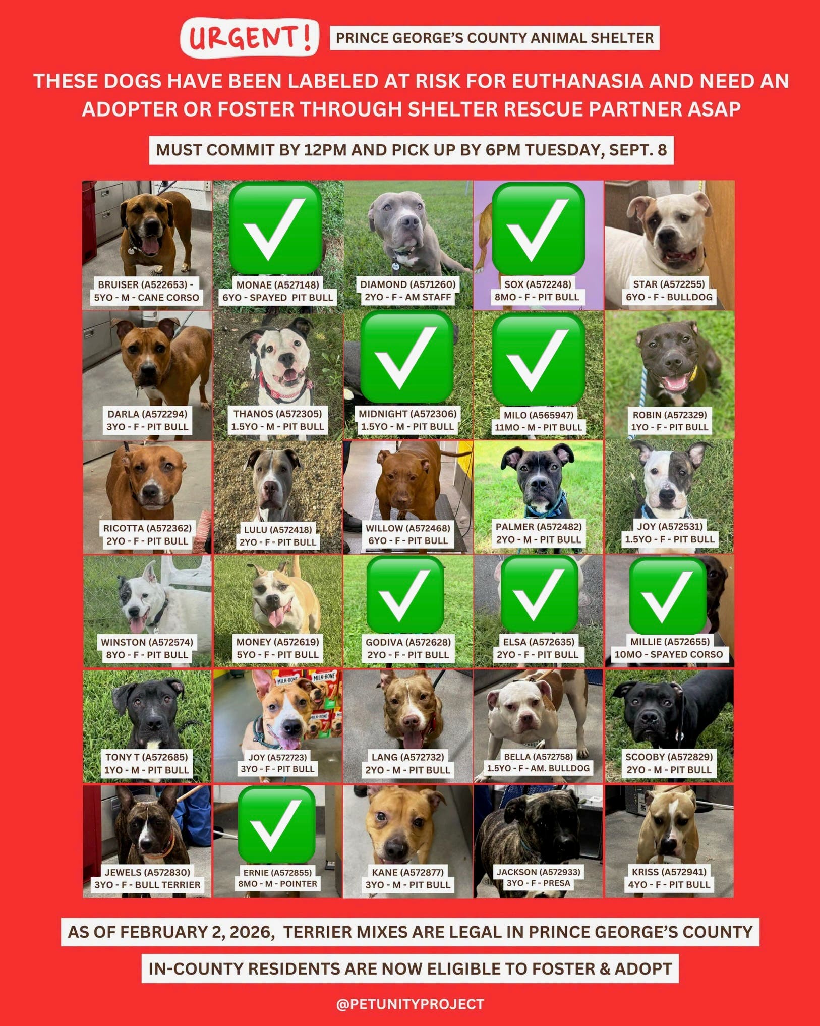 Adopt & Foster 22 URGENT Dogs by 6PM DEADLINE (11AM - 7PM, Arrive by 5:30PM)