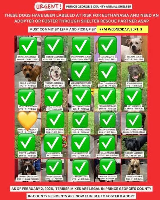 Adopt & Foster 8 URGENT Dogs by 7PM Wednesday (11AM - 7PM, Arrive by 6PM)