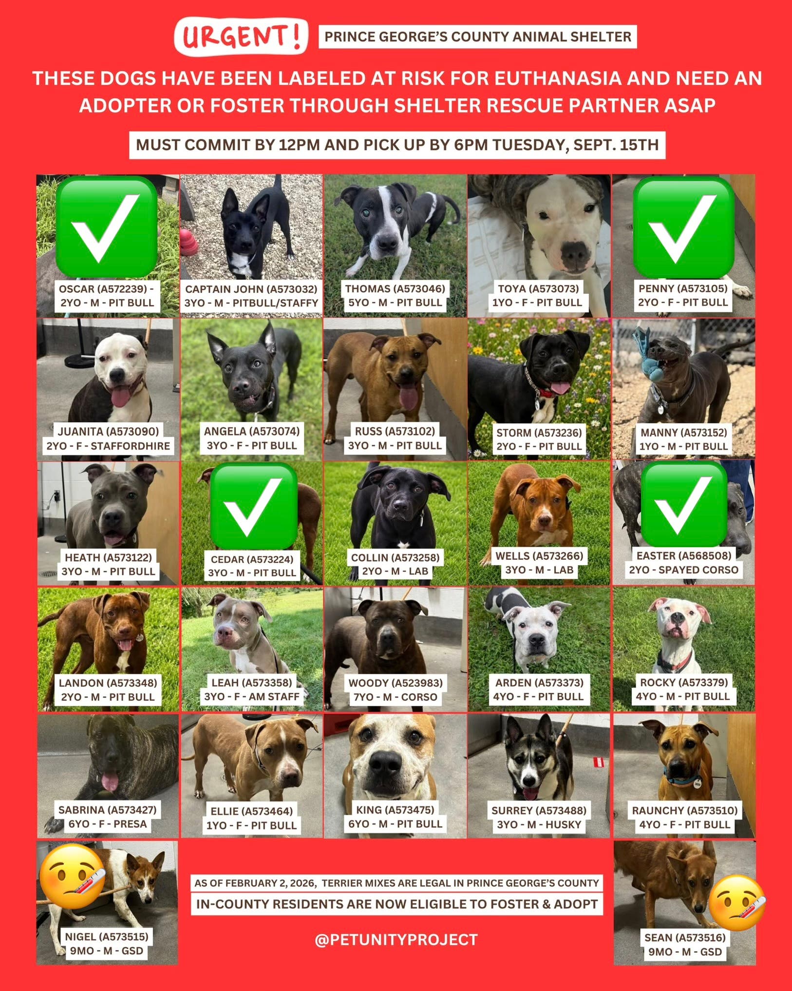 Adopt & Foster Urgent Dogs - FINAL DAY (11am - 7pm, arrive by 6pm)