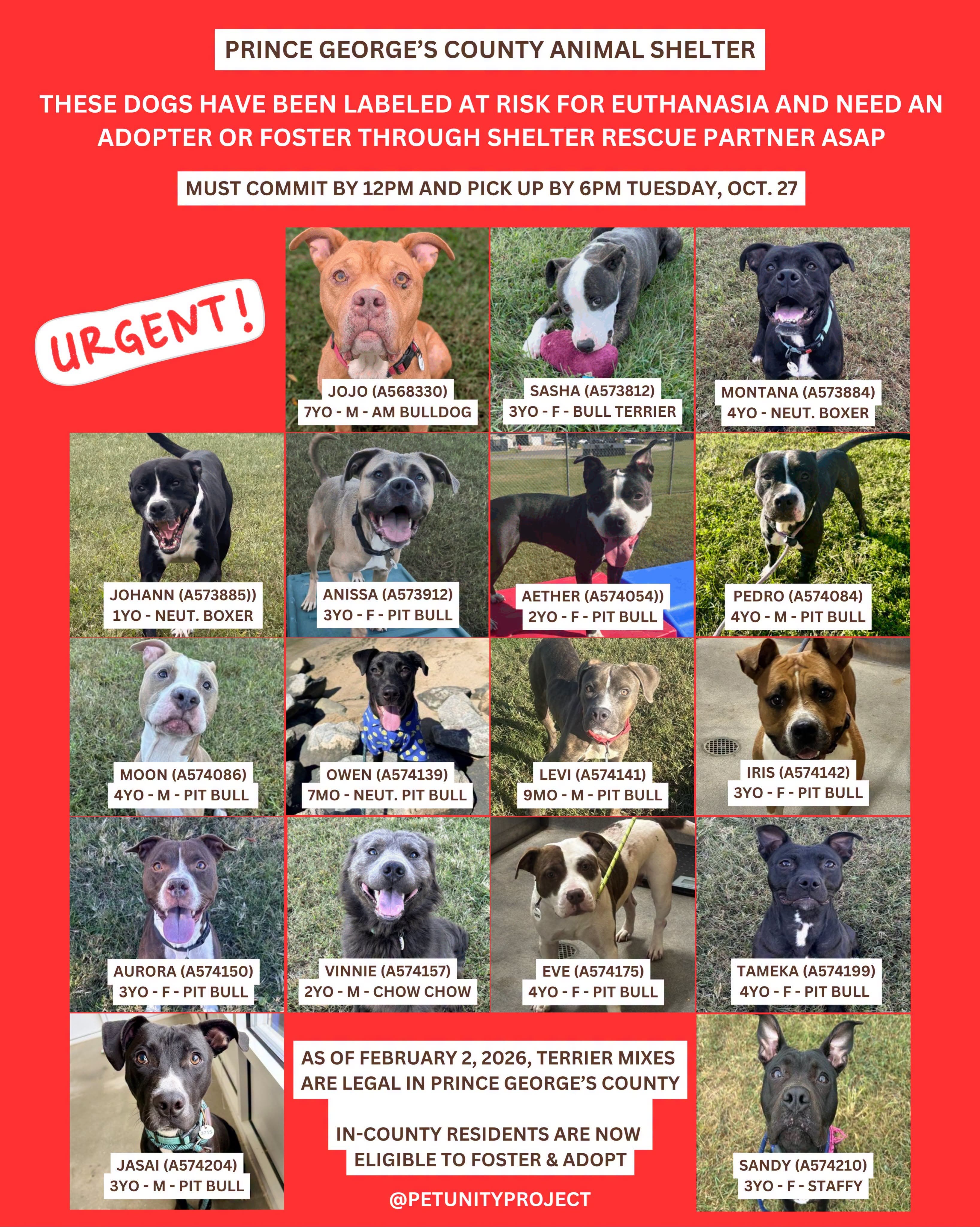 Adopt & Foster Urgent Dogs - Final Day - Tuesday (11am - 7pm, arrive by 5:30pm)