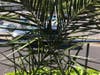 OLMC Palm Sunday 2019