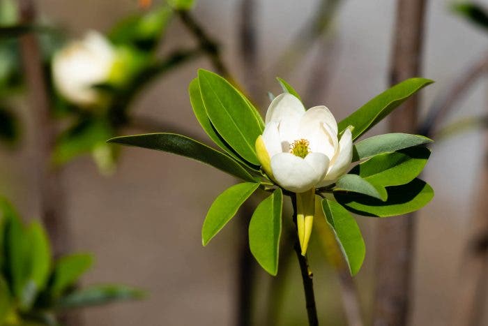 Native Gardening - A Pocket Forest for Your Yard