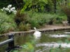 A beautiful swan