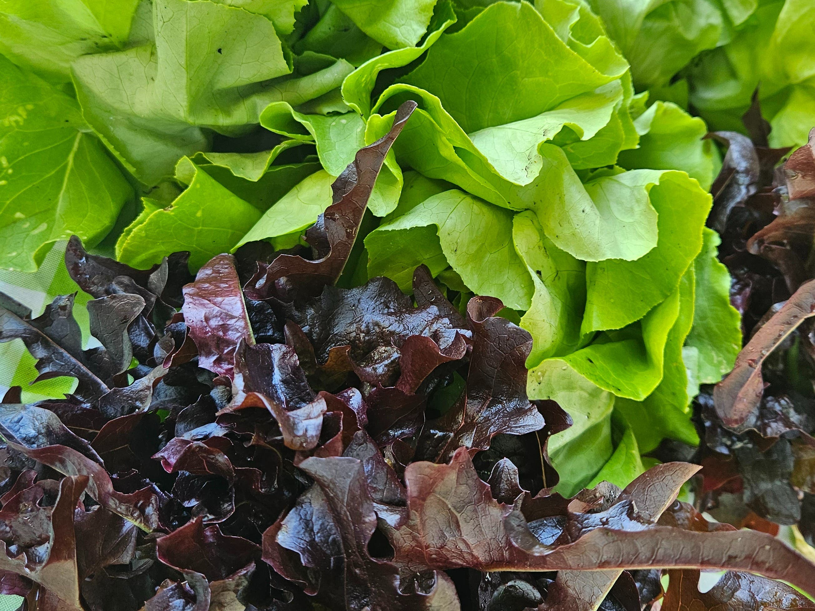 Piermont Farmers Market