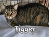 Tigger