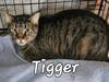 Tigger