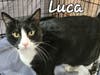 Luca