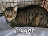 Tigger