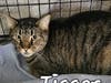Tigger