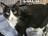 Luca