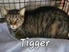 Tigger