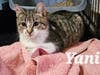 Yani