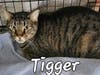 Tigger