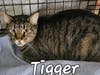 Tigger