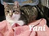 Yani