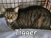 Tigger