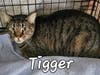 Tigger
