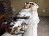 Female cats