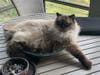 Buckey (of the Mimi and Buckey bonded pair)