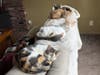 Female Cats