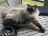 Bucky (of the Mimi and Bucky bonded pair)