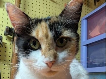 Charlotte at Cat Tales
