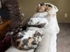 Female Cats