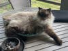Bucky (of Mimi & Bucky bonded pair)