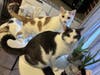 Ollie and Onyx (Cookie is Mom)