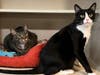 Tigger and Luca