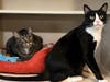 Tigger and Luca (L to R)