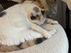 Cookie (Mom of Ollie and Onyx)