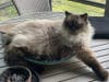 Bucky (of Mimi & Bucky bonded pair)