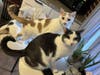Ollie and Onyx (Mom is Cookie)