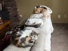 Female Cats
