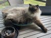 Mimi (of Mimi & Bucky bonded pair)