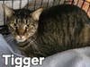 Tigger