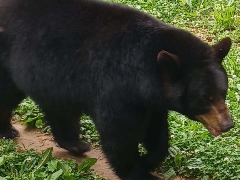 Labor Day at Noah’s Ark Animal Sanctuary