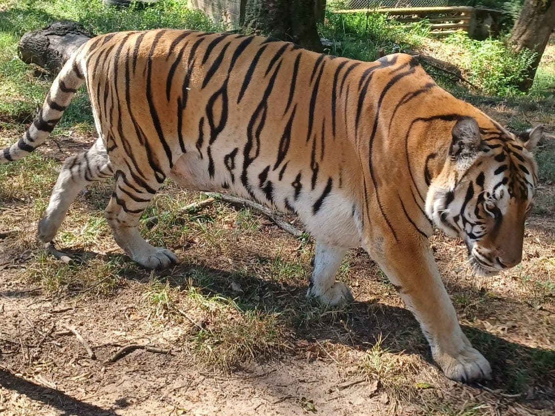 Golden, a Bengal tiger in the care of Noah's Ark Animal Sanctuary in Locust Grove, Ga., urgently needs some dental work to the tune of $5,000. Donations are sought during early October via the fundraising platform GiveButter.com. 