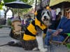 Pets come to the parade in all kinds of crazy costumes.