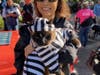 Dusty the Klepto Kitty, Grand Marshal of the parade, wore a prison uniform. His owner is Jean Chu of San Mateo.