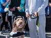 Dirt McGurt, a 5-year-old Newfoundland-Poodle mix, won "Best Dressed Pet" for his pirate attire. He is owned by Kennedy and Jeff Orange of Burlingame.