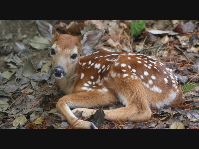 This baby deer was stranded from its mother.
