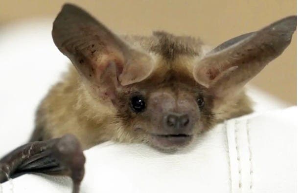 Bat Documentary: 'The Invisible Mammal'
