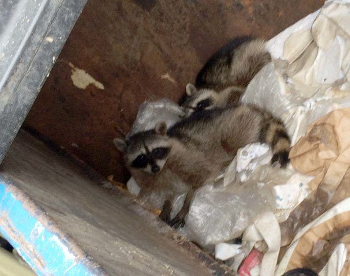 https://patch.com/img/cdn20/users/22423906/20160923/063344/styles/raw/public/article_images/raccoon_dump-002-684x540-1474669752-6638.jpg