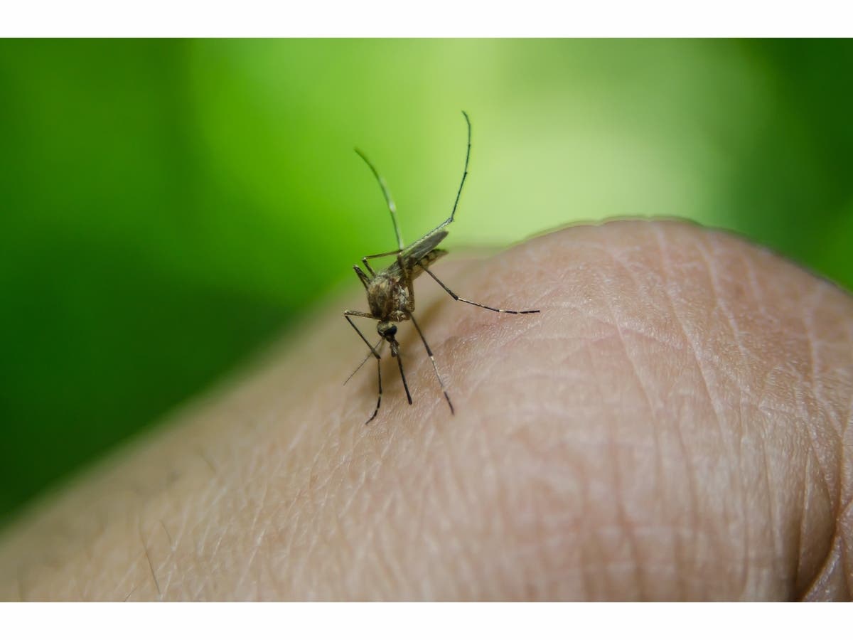 First Signs Of West Nile Virus Confirmed In Solano County | Benicia, CA  Patch