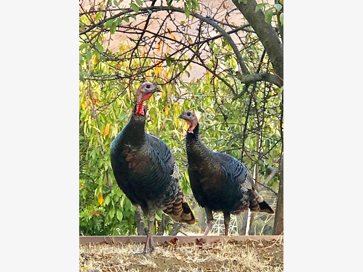Turkey Safety Zone: Solano County Photos Of The Week | Benicia, CA Patch